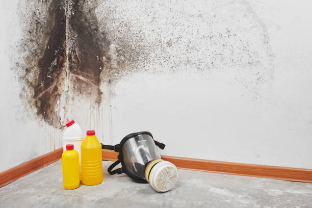 Best Insurance-Related Mold Remediation in Upper Saddle River, NJ